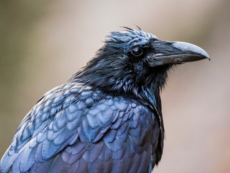 Meet Mab: Will Young’s Talking&nbsp;Raven