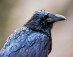 Raven