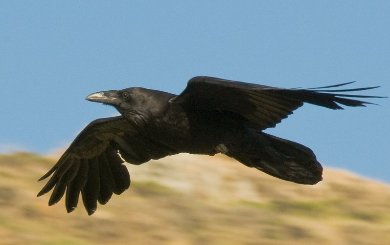 Raven Flying